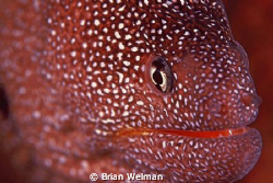 Starry Moray - Close Focus by Brian Welman 